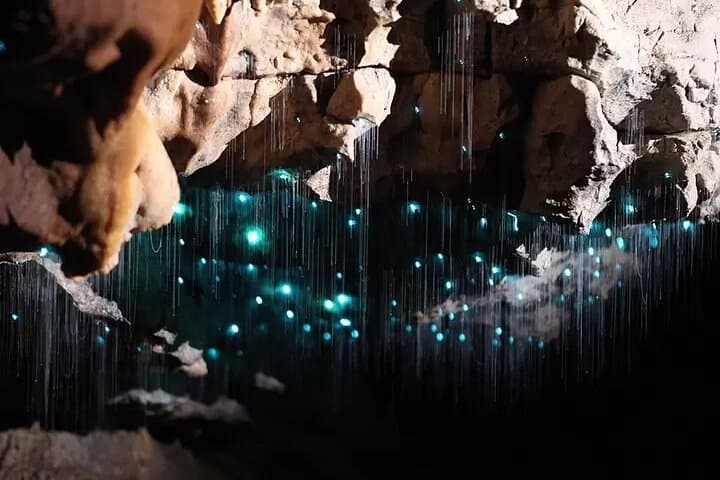 Waitomo Glowworm Cave Explorer from Hamilton — Small-Group Guided Tour photo 6