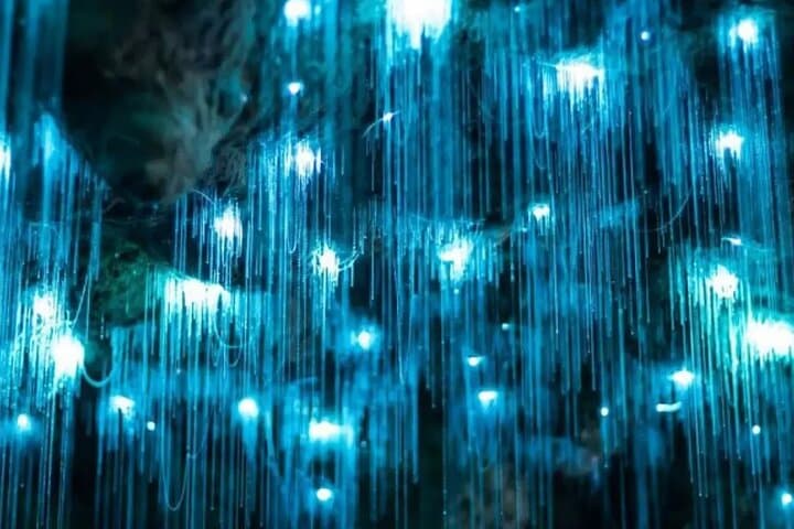 Waitomo Glowworm Cave Explorer: Small-Group Tour From Auckland photo 6