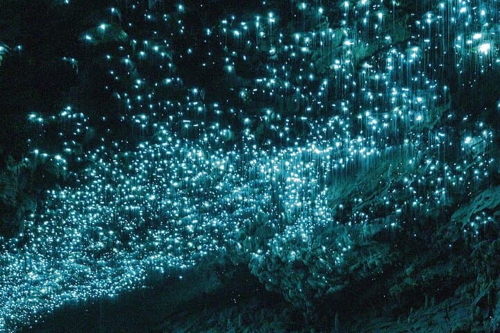 Waitomo Spellbound Glowworm Twin Caves Private Tour from Auckland photo 3