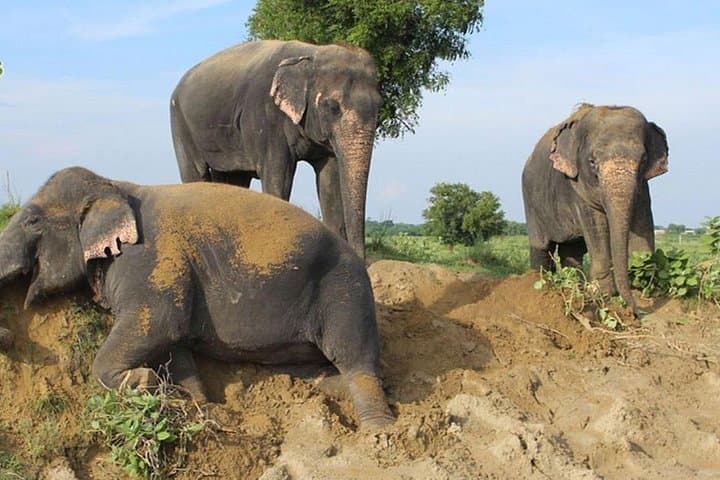 Sunrise Taj Mahal & Wildlife SOS Elephant Conservation: Day Tour from Delhi photo 4