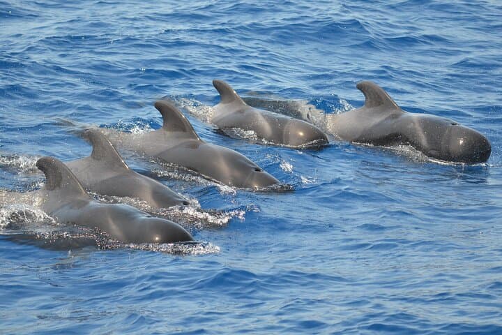 Whales, Cliffs & Tapas: Private Boat Excursion to Los Gigantes, Tenerife photo 3