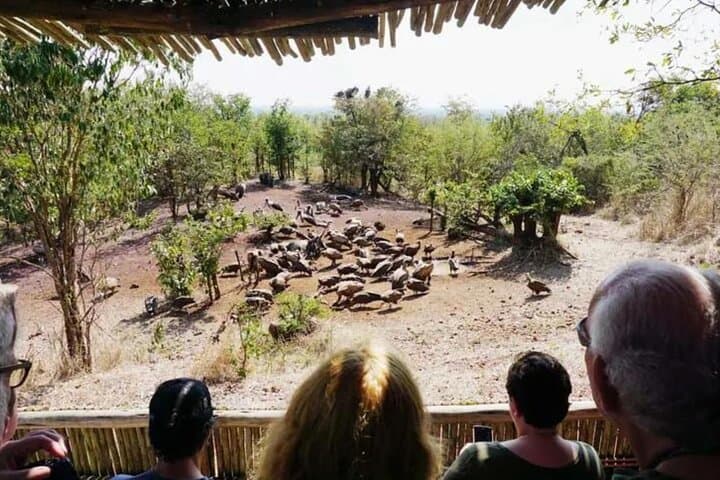 Vulture Safari & Baobab Tour at Victoria Falls National Park photo 3