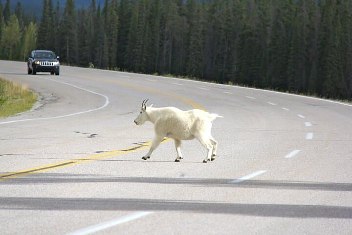 Private Spanish-Language Day Tour to Banff & Lake Louise from Calgary photo 4