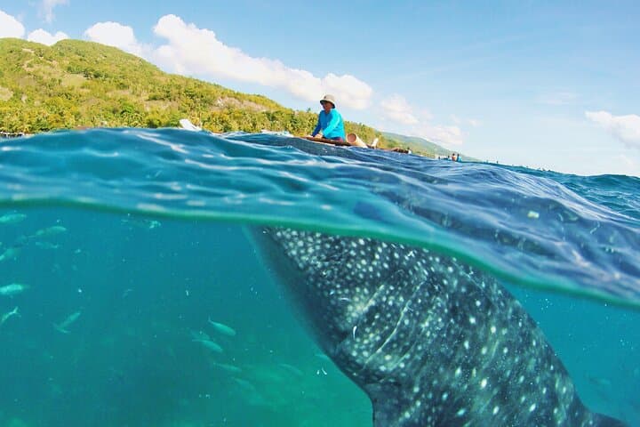 Whale Shark Snorkeling, Kawasan Falls & Sardines Run: Full-Day Adventure from Cebu