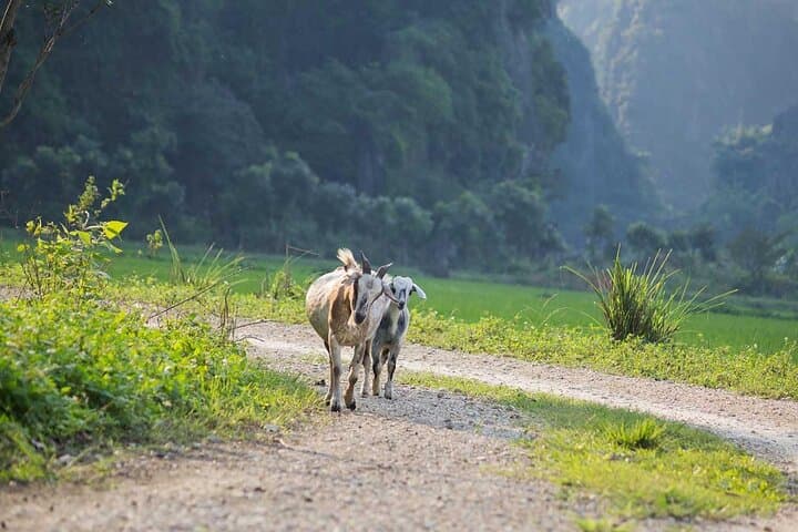 Hanoi to Ninh Binh: Jeep & Tam Coc Boat Day Trip from Hanoi photo 6