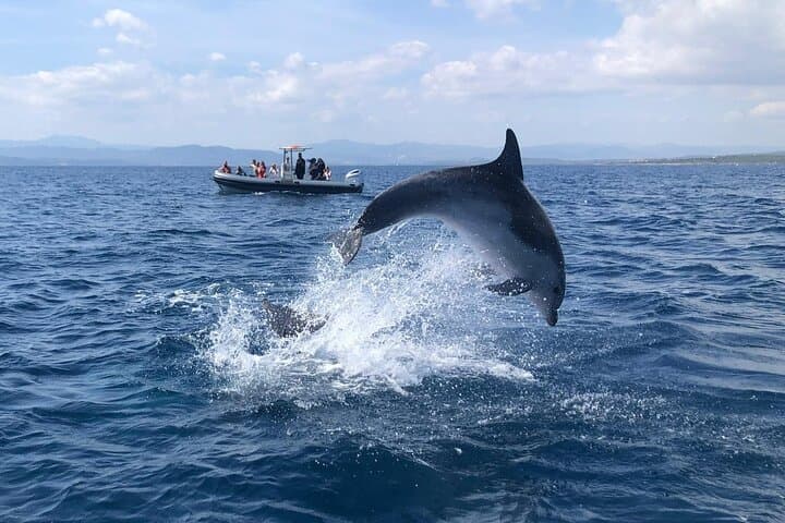 Figarolo Dolphin Watching & Snorkeling — Golfo Aranci Sea Safari