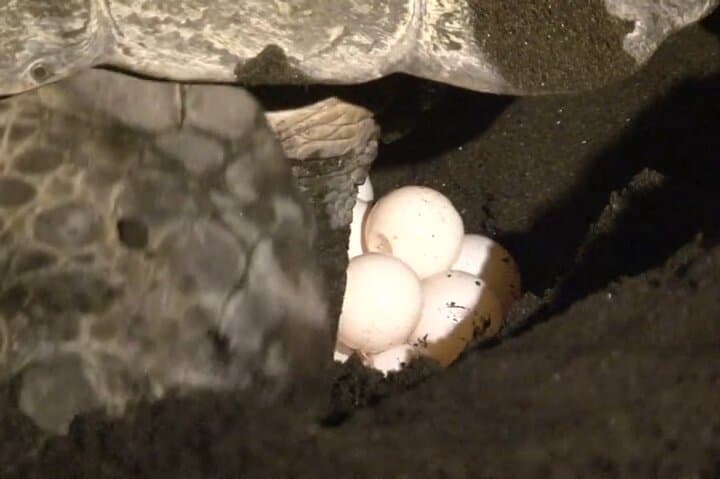 Tortuguero Green Turtle Nesting Night Tour — Guided Beach Experience photo 2