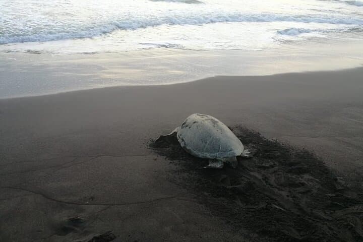 Tortuguero Green Turtle Nesting Night Tour — Guided Beach Experience photo 3