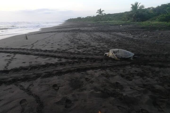 Tortuguero Green Turtle Nesting Night Tour — Guided Beach Experience photo 4