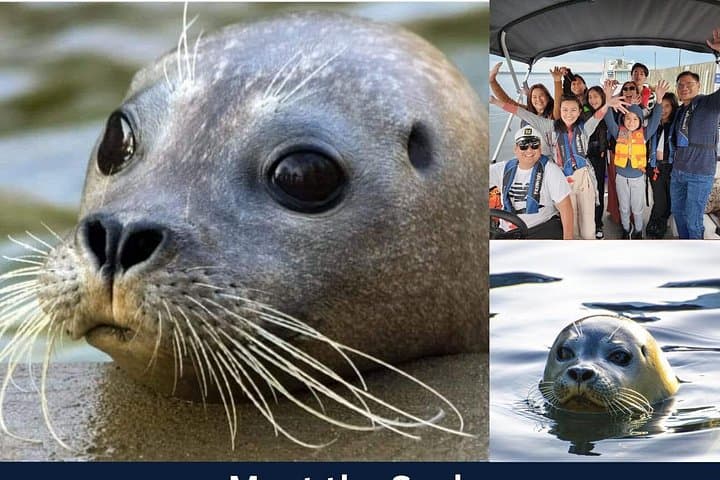 Meet the Seals Boat Tour — Secret Seal Cove from Pictou, Nova Scotia