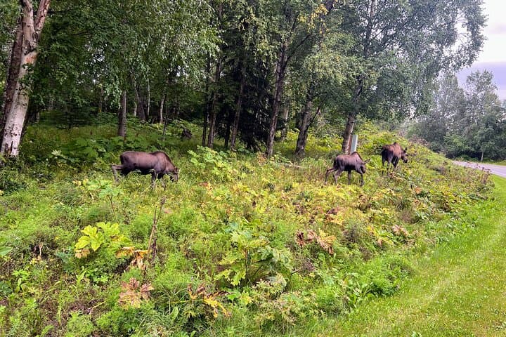 Explore Anchorage’s Greenbelt: The Ultimate Urban Bike Loop Adventure photo 3