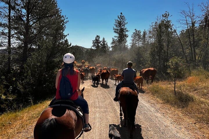 2-Hour Trail Ride in Montana Ranch Country — Greycliff Creek & Crazy Mountains Views photo 5