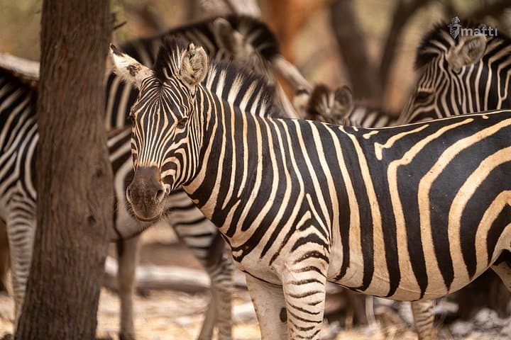 Bandia Animal Reserve & Pink Lake Day Safari from Dakar: Rhinos, Baobabs & Salt Flats