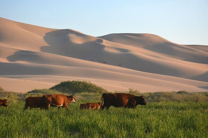 Mongolian Gobi to Terelj: 8‑Day Private Desert and Steppe Expedition photo 2