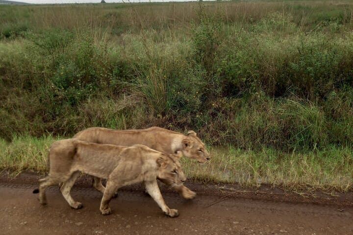 Half Day Nairobi National Park Safari: Urban Wilderness at Kenya’s Doorstep