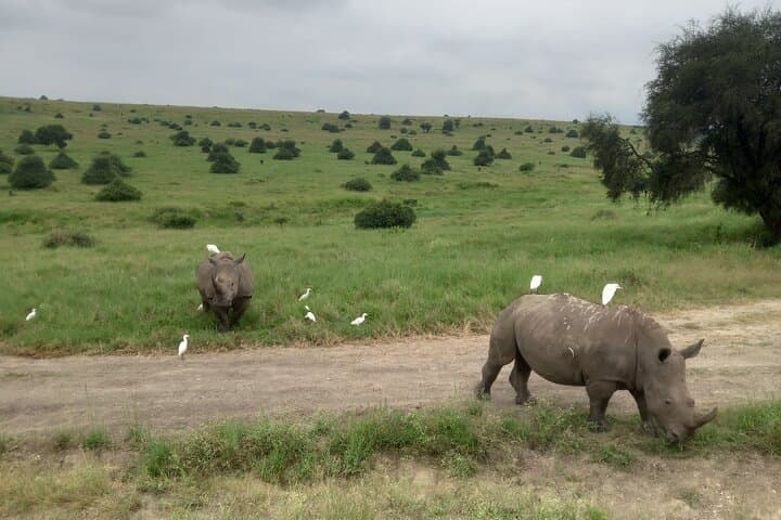 Half Day Nairobi National Park Safari: Urban Wilderness at Kenya’s Doorstep photo 2