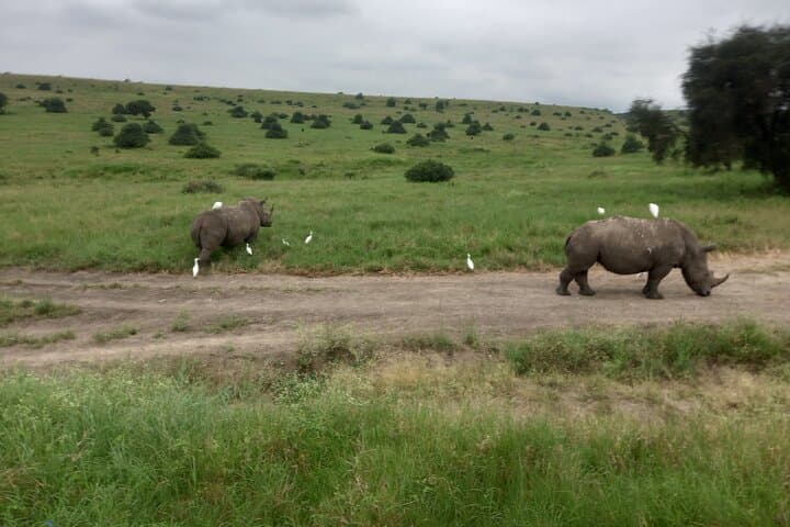 Half Day Nairobi National Park Safari: Urban Wilderness at Kenya’s Doorstep photo 3