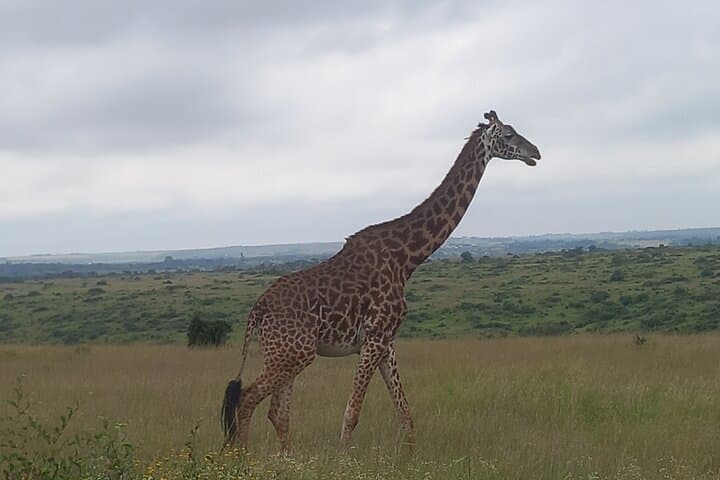 Half Day Nairobi National Park Safari: Urban Wilderness at Kenya’s Doorstep photo 5