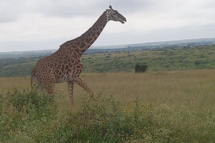 Half Day Nairobi National Park Safari: Urban Wilderness at Kenya’s Doorstep photo 6