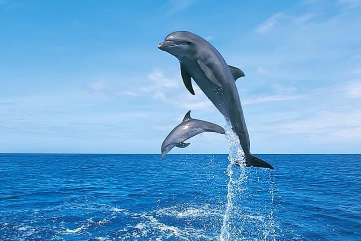 Hurghada Dolphin Watching Cruise: Snorkeling, Lunch & Red Sea Wildlife photo 1