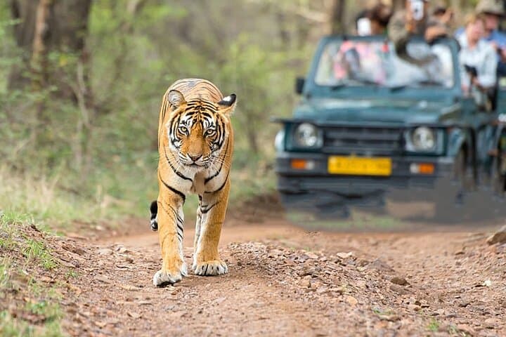 Golden Triangle & Jim Corbett National Park: 5-Day Delhi–Agra–Jaipur Safari Itinerary