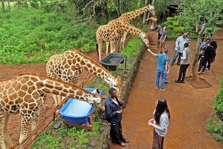 Private Giraffe Centre Tour Nairobi: Feed Rothschilds, Meet Kobe Beads Artisans