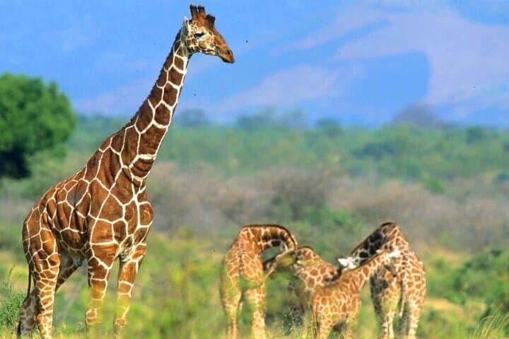 Private Giraffe Centre Tour Nairobi: Feed Rothschilds, Meet Kobe Beads Artisans photo 4