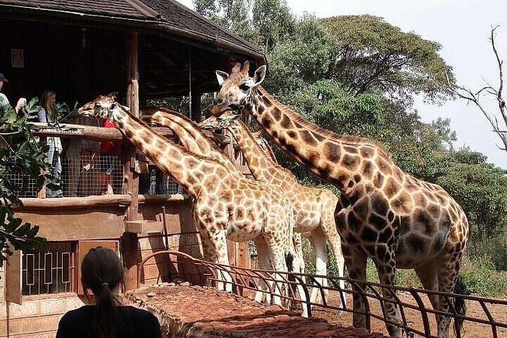 Explore Nairobi National Park and Giraffe Centre: A Unique Urban Safari Experience photo 6