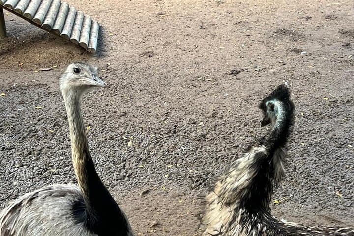 Cape Town Essentials: Table Mountain, World of Birds & Groot Constantia Day Tour photo 6