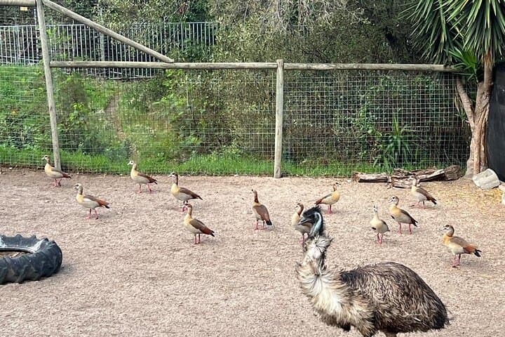 Cape Town Birding, Kirstenbosch & Constantia Wine Private Day Tour photo 4