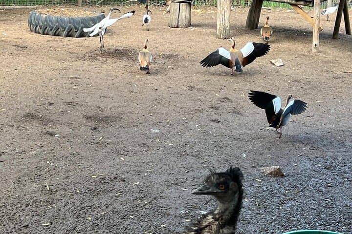 Cape Town Birding, Kirstenbosch & Constantia Wine Private Day Tour photo 6