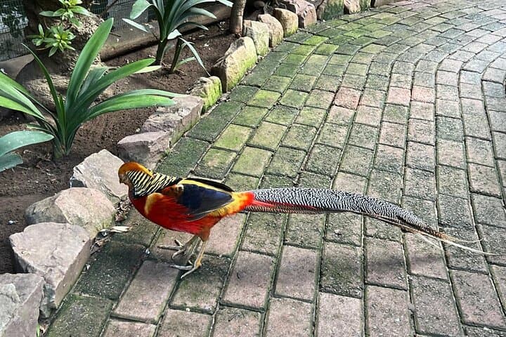 Cape Town Essentials: Table Mountain, World of Birds & Groot Constantia Day Tour