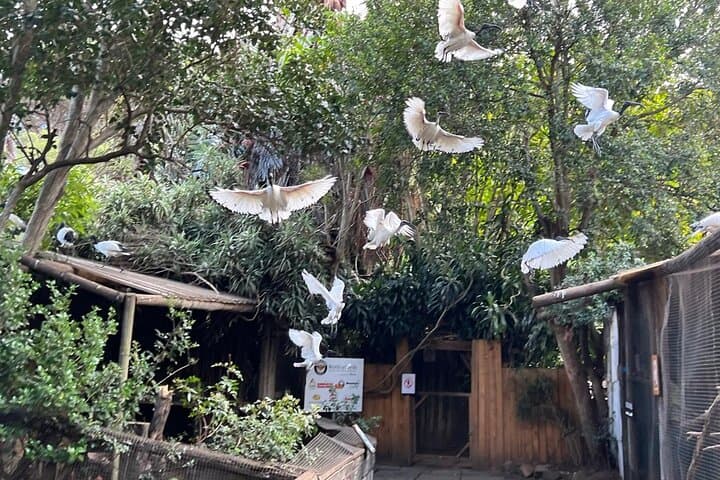 Cape Town Essentials: Table Mountain, World of Birds & Groot Constantia Day Tour photo 5