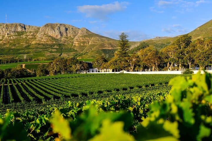 Table Mountain, Kirstenbosch & Constantia: Full-Day Cable Car, Garden Walk and Wine Tasting photo 4