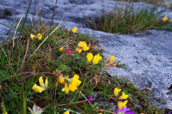 Burren Walk to Mullaghmore & Burren Perfumery — Guided 4-Hour Clare Experience photo 5