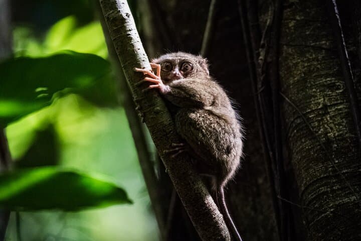 Private Bohol Countryside Tour: Chocolate Hills, Tarsiers & Loboc River Lunch photo 1