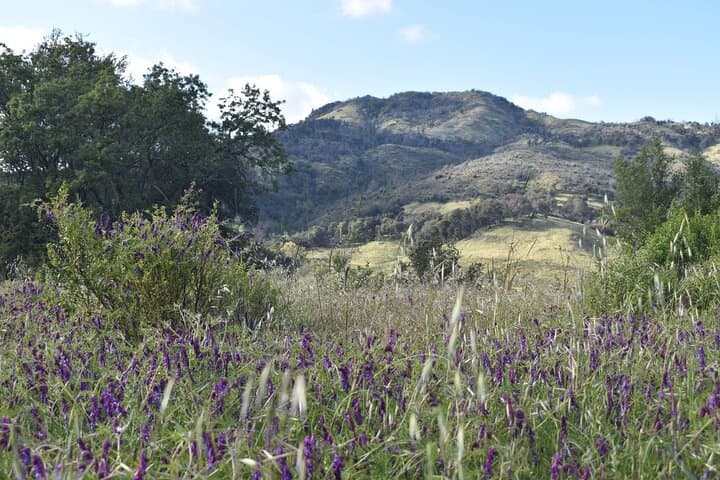 Self-Guided Napa Valley & Sonoma Audio Driving Tour: 76-Mile Wine Country Route photo 3