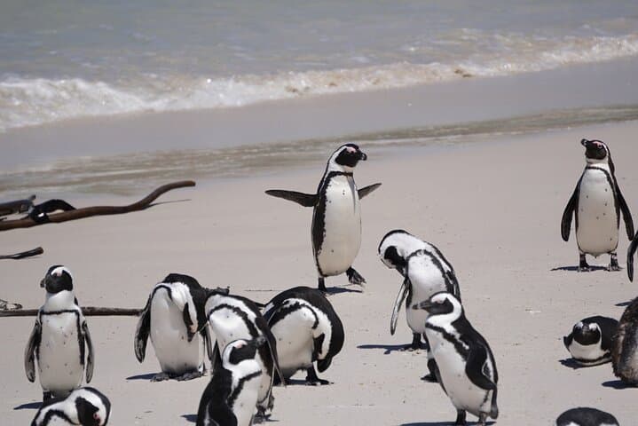 5-Day Cape Town Adventure: Table Mountain, Cape Peninsula & Shark Cage Diving