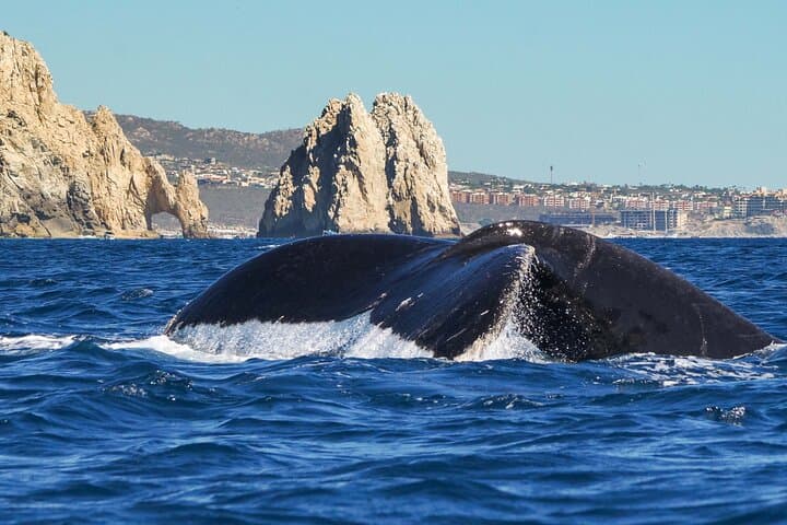 Private Humpback Whale Watching in Cabo San Lucas - Marine Biologist Led Tour photo 1