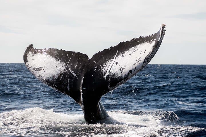 Private Humpback Whale Watching in Cabo San Lucas - Marine Biologist Led Tour photo 3
