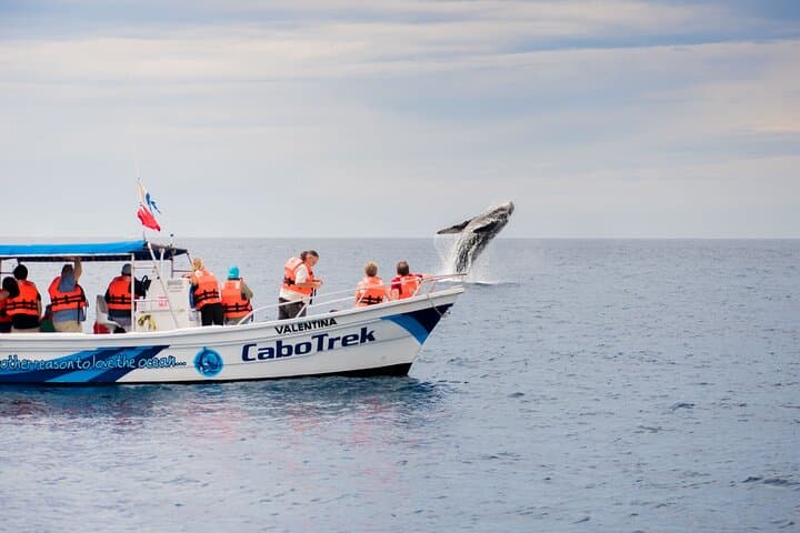 Private Humpback Whale Watching in Cabo San Lucas - Marine Biologist Led Tour photo 2