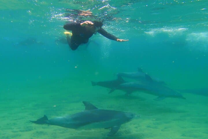 Swim with Wild Dolphins in Bunbury: Koombana Bay Dolphin Experience