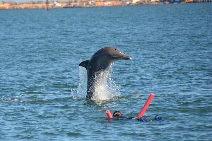 Swim with Wild Dolphins in Bunbury: Koombana Bay Dolphin Experience photo 2