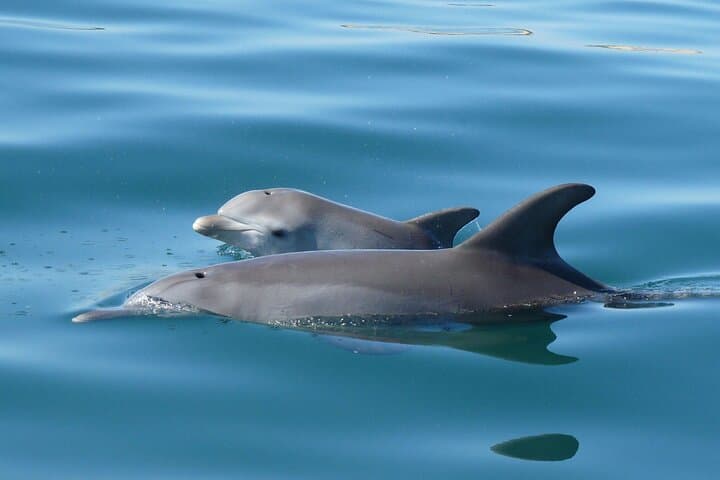 Swim with Wild Dolphins in Bunbury: Koombana Bay Dolphin Experience photo 3