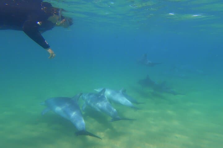 Swim with Wild Dolphins in Bunbury: Koombana Bay Dolphin Experience photo 4