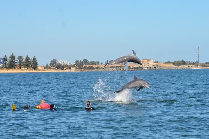 Swim with Wild Dolphins in Bunbury: Koombana Bay Dolphin Experience photo 5