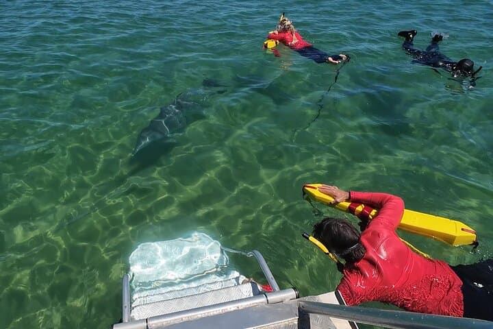 Swim with Wild Dolphins in Bunbury: Koombana Bay Dolphin Experience photo 6