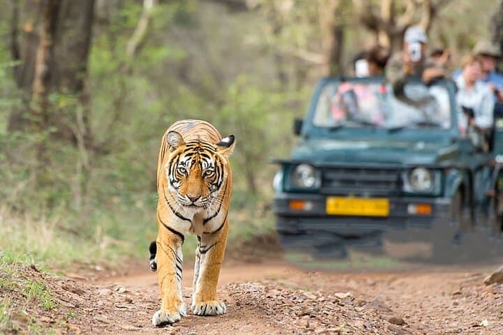 2-Day Taj Mahal, Agra Fort & Ranthambore Tiger Safari from Bangalore photo 3