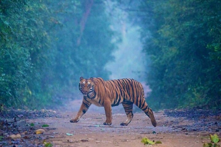 2-Day Taj Mahal, Agra Fort & Ranthambore Tiger Safari from Bangalore