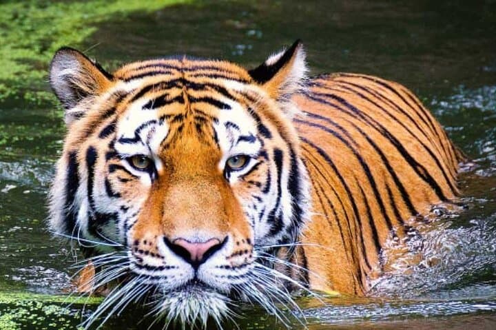 2-Day Taj Mahal, Agra Fort & Ranthambore Tiger Safari from Bangalore photo 4